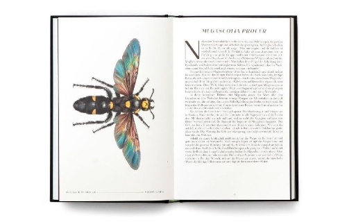 Buchcover und Innenansicht für das Buch: The Wonder of Insects