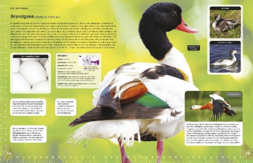 Buchcover und Innenansicht für das Buch: Heimische Vögel lebensgroß