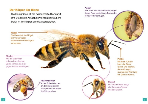 Buchcover und Innenansicht für das Buch: WAS IST WAS Erstes Lesen. Bienen