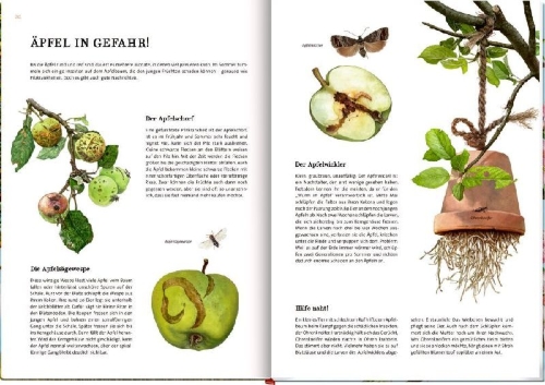 Buchcover und Innenansicht für das Buch: Das große Buch vom Apfelbaum