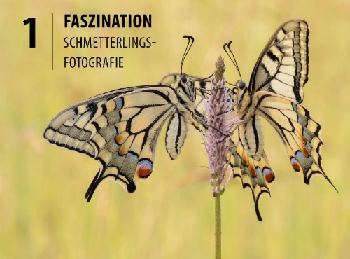 Buchcover und Innenansicht für das Buch: Schmetterlinge - so gelingen faszinierende Fotos