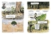 Buchcover und Innenansicht für das Buch: La Vie secrète des arbres en BD