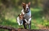 Buchcover und Innenansicht für das Buch: Über 125 Naturheilmittel für den gesunden Hund!