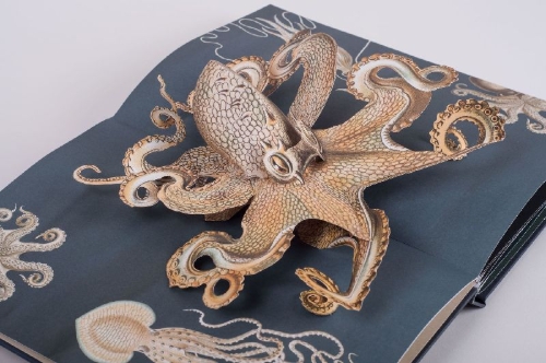 Buchcover und Innenansicht für das Buch: Wunderwesen aus der Tiefe. Ernst Haeckel