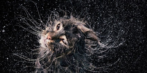 Buchcover und Innenansicht für das Buch: Feline