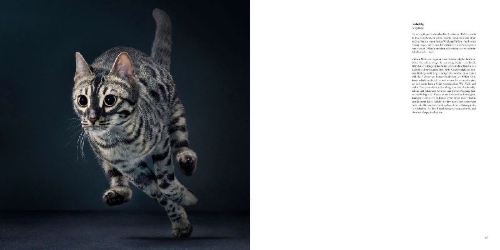 Buchcover und Innenansicht für das Buch: Feline