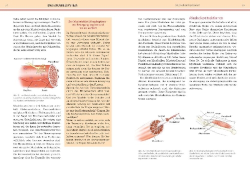 Buchcover und Innenansicht für das Buch: Yoga-Anatomie