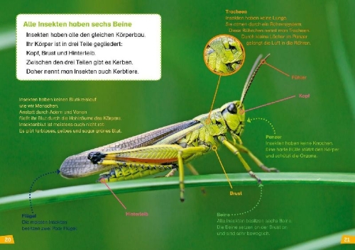 Buchcover und Innenansicht für das Buch: WAS IST WAS Erstes Lesen Band 11. Insekten