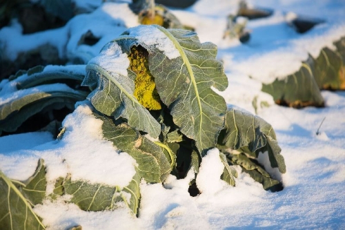 Buchcover und Innenansicht für das Buch: Frisches Gemüse im Winter ernten