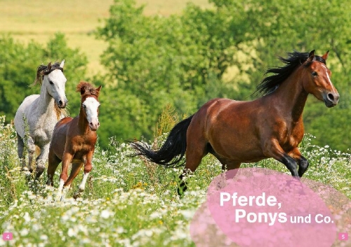 Buchcover und Innenansicht für das Buch: WAS IST WAS Erstes Lesen. Pferde und Ponys