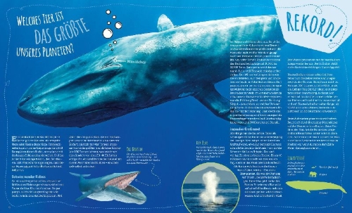 Buchcover und Innenansicht für das Buch: Das große WAS IST WAS Antwortbuch Tierwelt