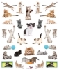Buchcover und Innenansicht für das Buch: Eyelike Stickers: Kittens