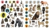 Buchcover und Innenansicht für das Buch: Eyelike Stickers: Wild Animals