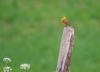Buchcover und Innenansicht für das Buch: XSOUND APPROACH TO BIRDING HB