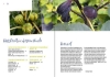 Buchcover und Innenansicht für das Buch: Feigen aus dem eigenen Garten